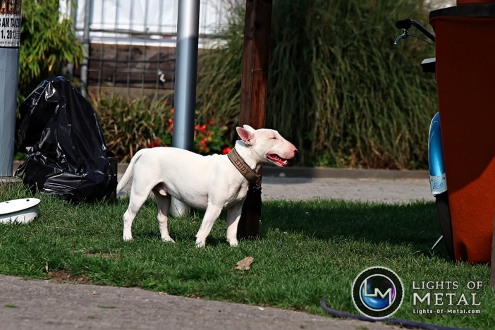 20130830_schandmaul_backstage_022